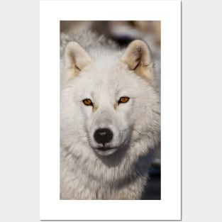 Arctic Wolf Posters and Art